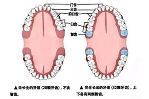 口腔牙齿.jpg