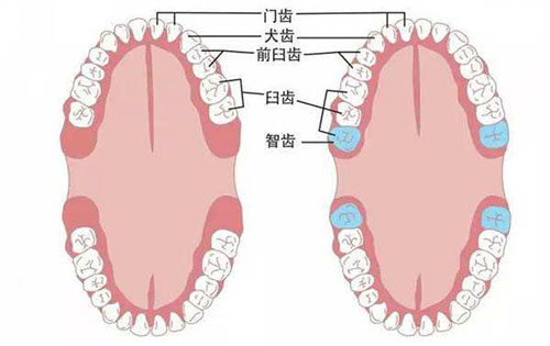 拔智齿能瘦脸吗？